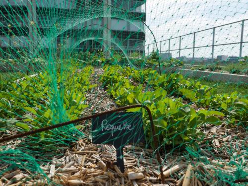 Vegetables with protective nets on a roof